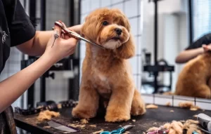 curso-de-peluqueria-canina-768x489