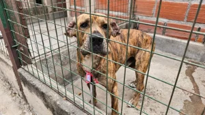 perros-extraviados-milagro-4-1024x576