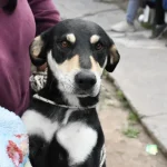 biniestar-perros-vacunacion-3-768x512